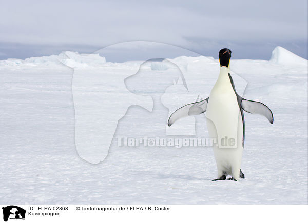 Kaiserpinguin / Emperor Penguin / FLPA-02868