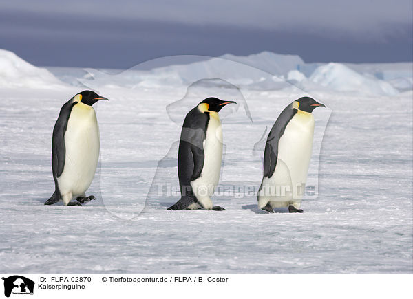 Kaiserpinguine / Emperor Penguins / FLPA-02870
