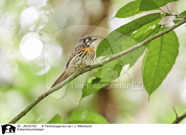 Kakaobaumsteiger / cocoa woodcreeper / JR-05783