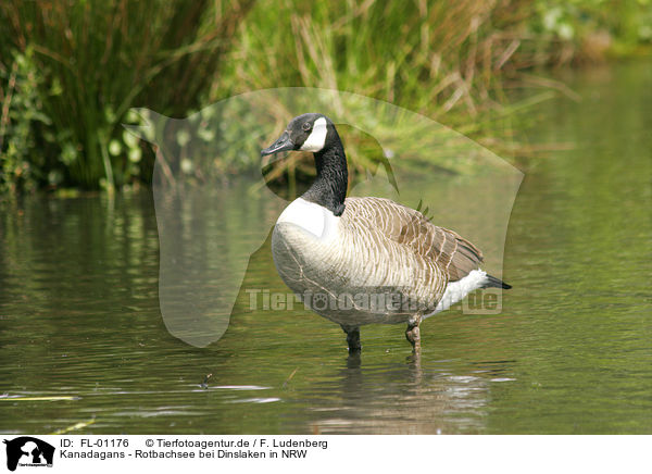 Kanadagans - Rotbachsee bei Dinslaken in NRW / Canada goose / FL-01176