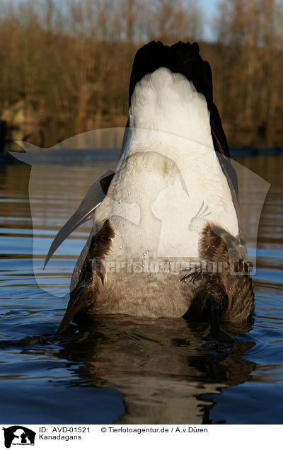 Kanadagans / canada goose / AVD-01521