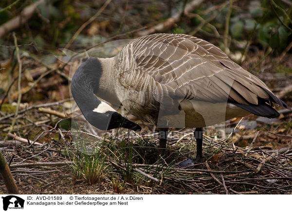 Kanadagans bei der Gefiederpflege am Nest / Canada Goose / AVD-01589