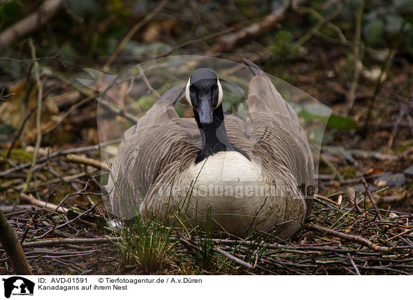 Kanadagans auf ihrem Nest / Canada Goose / AVD-01591