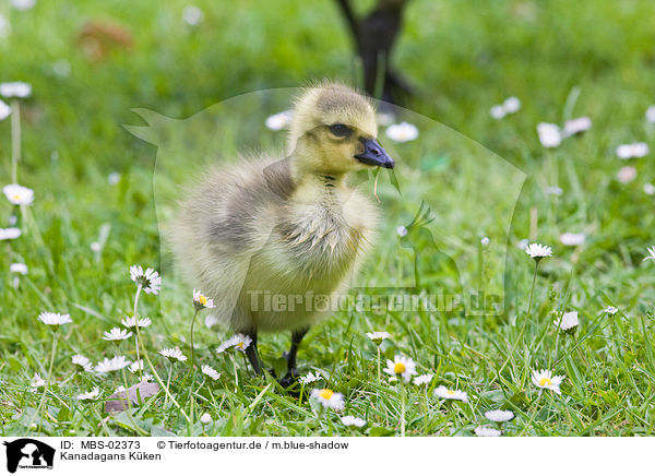 Kanadagans Kken / young Canada goose / MBS-02373