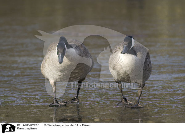 Kanadagnse / canada geese / AVD-02210