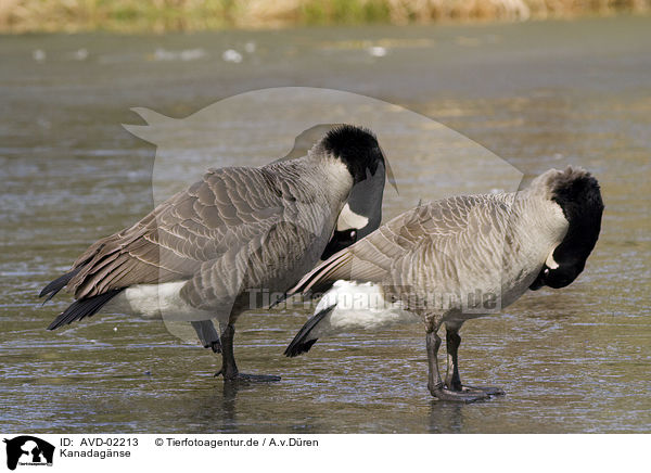 Kanadagnse / canada geese / AVD-02213