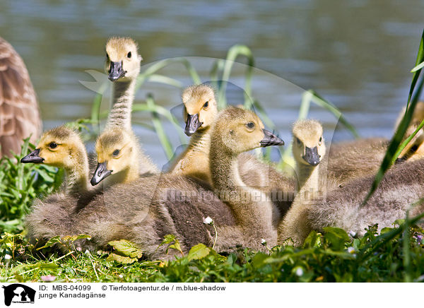 junge Kanadagnse / young Canada geese / MBS-04099