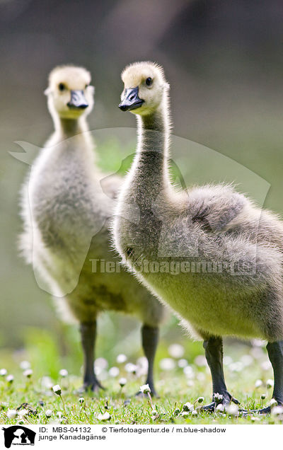 junge Kanadagnse / young Canada geese / MBS-04132