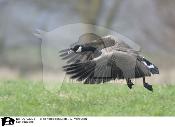 Kanadagans / Canada goose / DV-02303