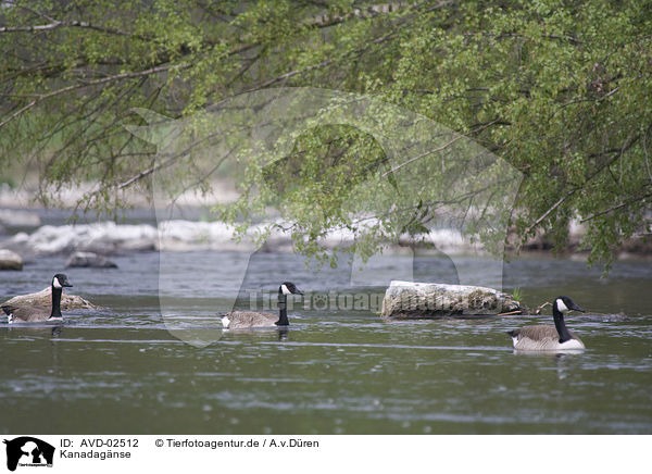 Kanadagnse / Canada geese / AVD-02512