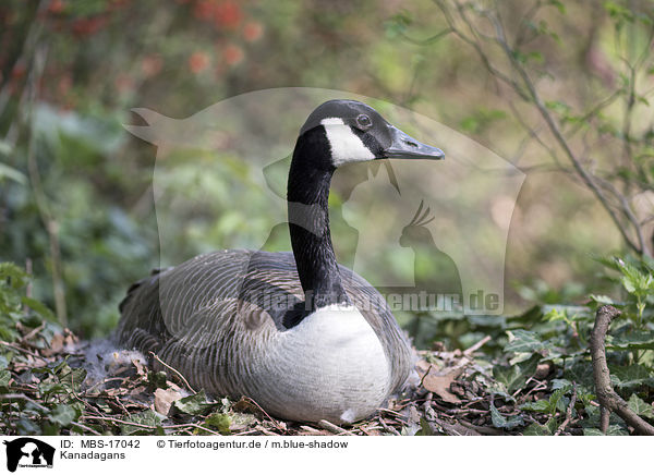 Kanadagans / Canada goose / MBS-17042