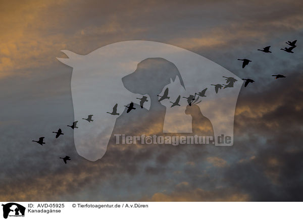 Kanadagnse / Canada geese / AVD-05925