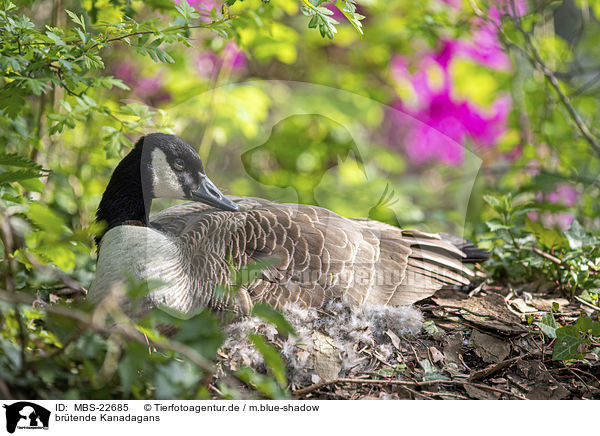 brtende Kanadagans / brooding Canada Goose / MBS-22685