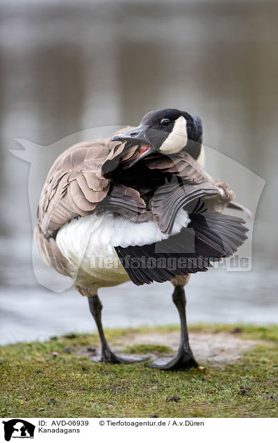 Kanadagans / Canada goose / AVD-06939