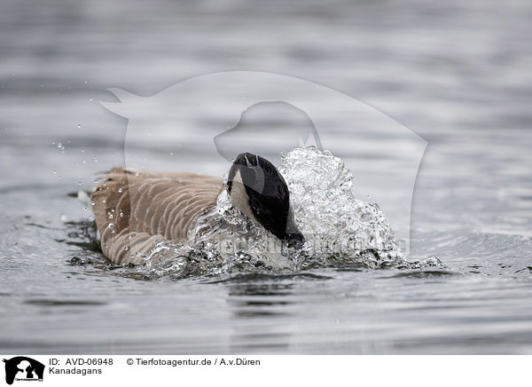 Kanadagans / Canada goose / AVD-06948