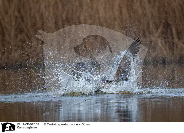 Kanadagnse / Canada geese / AVD-07008