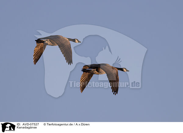 Kanadagnse / Canada geese / AVD-07527