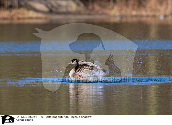 Kanadagans / Canada goose / MBS-25964