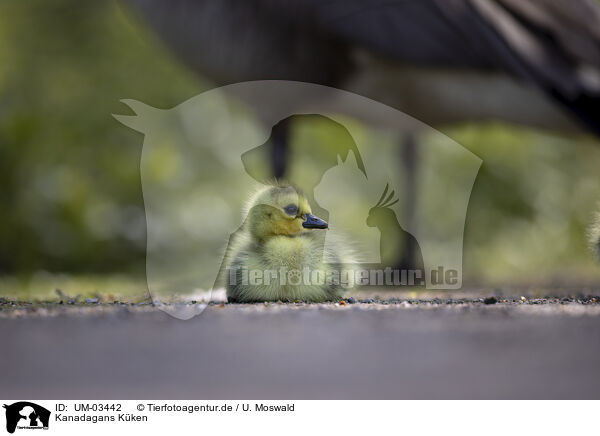 Kanadagans Kken / Canada goose chick / UM-03442