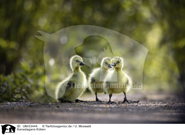 Kanadagans Kken / Canada goose chick / UM-03444