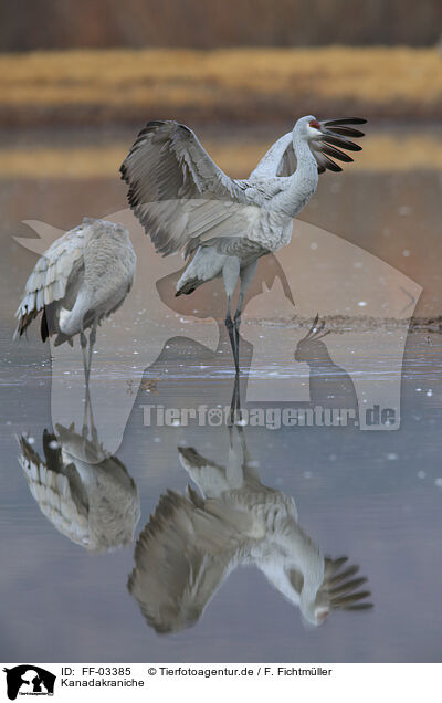 Kanadakraniche / sandhill cranes / FF-03385