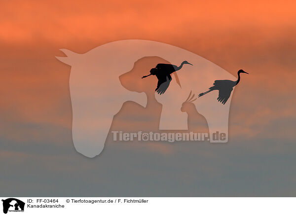 Kanadakraniche / sandhill cranes / FF-03464