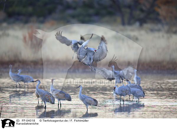Kanadakraniche / sandhill cranes / FF-04018