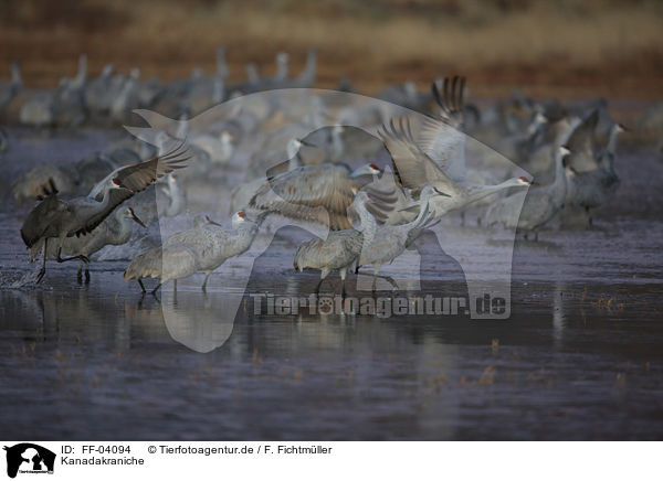 Kanadakraniche / sandhill cranes / FF-04094