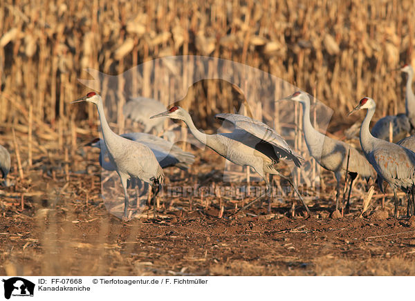 Kanadakraniche / sandhill cranes / FF-07668