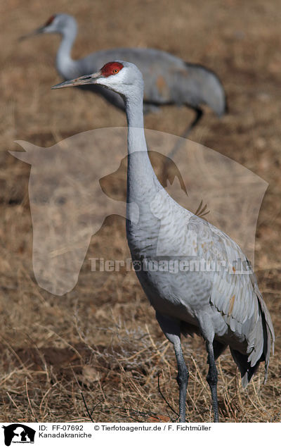 Kanadakraniche / sandhill cranes / FF-07692
