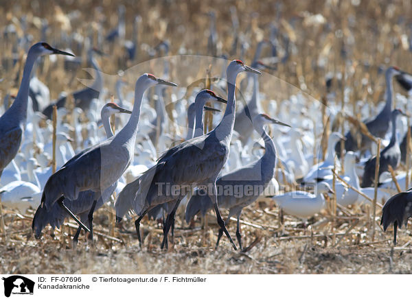 Kanadakraniche / sandhill cranes / FF-07696