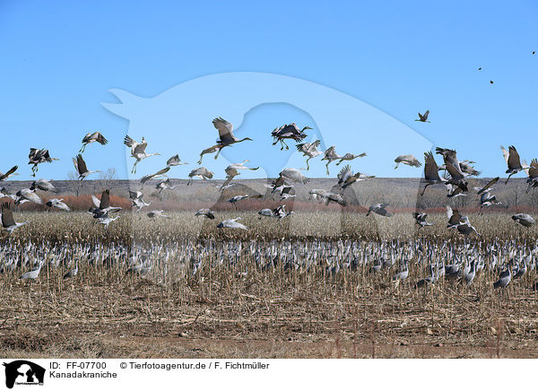 Kanadakraniche / sandhill cranes / FF-07700