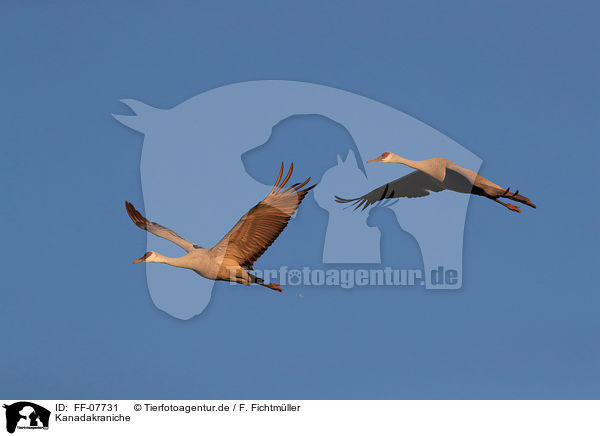 Kanadakraniche / sandhill cranes / FF-07731