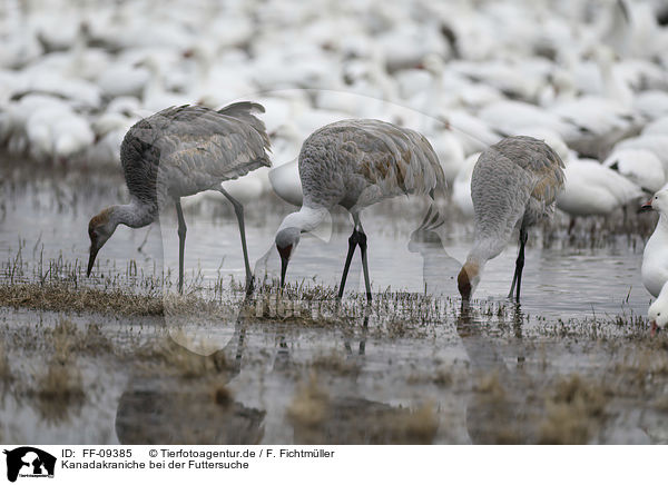 Kanadakraniche bei der Futtersuche / Sandhill Crane when searching for food / FF-09385