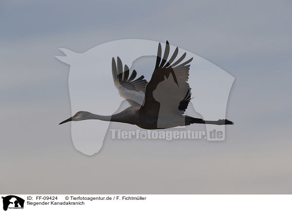 fliegender Kanadakranich / flying Sandhill Crane / FF-09424