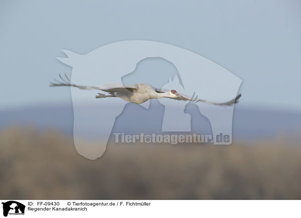 fliegender Kanadakranich / flying Sandhill Crane / FF-09430