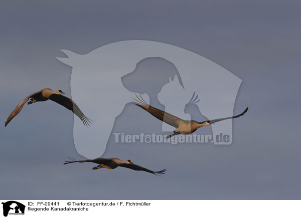 fliegende Kanadakraniche / flying Sandhill Cranes / FF-09441