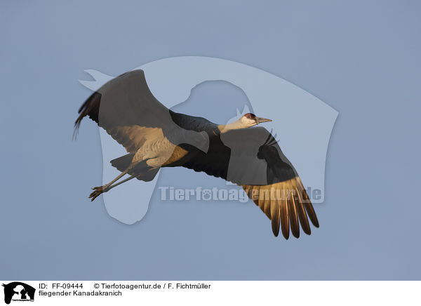 fliegender Kanadakranich / flying Sandhill Crane / FF-09444