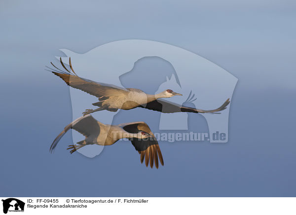 fliegende Kanadakraniche / flying Sandhill Cranes / FF-09455