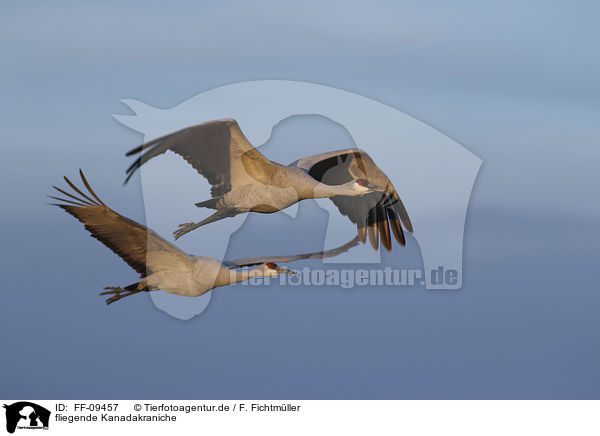 fliegende Kanadakraniche / flying Sandhill Cranes / FF-09457
