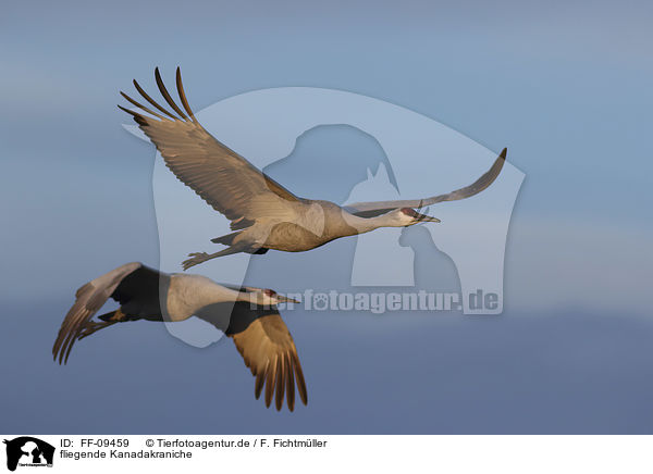 fliegende Kanadakraniche / flying Sandhill Cranes / FF-09459