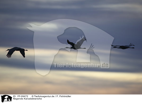 fliegende Kanadakraniche / flying Sandhill Cranes / FF-09472
