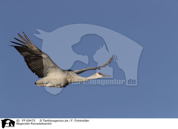 fliegender Kanadakranich / flying Sandhill Crane / FF-09475