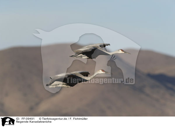fliegende Kanadakraniche / flying Sandhill Cranes / FF-09491