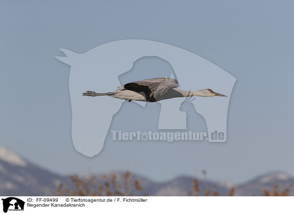 fliegender Kanadakranich / flying Sandhill Crane / FF-09499