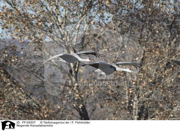 fliegende Kanadakraniche / flying Sandhill Cranes / FF-09507