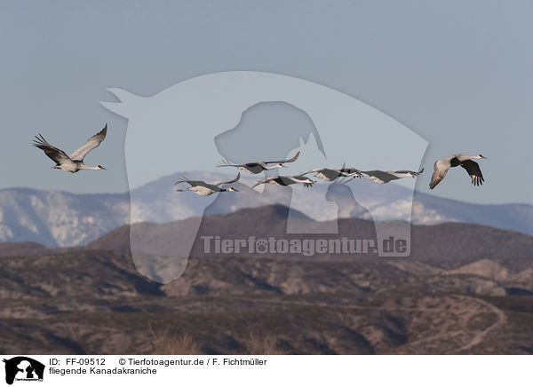 fliegende Kanadakraniche / flying Sandhill Cranes / FF-09512