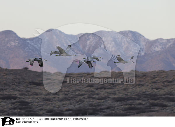 Kanadakraniche / sandhill cranes / FF-14774