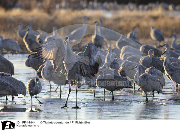 Kanadakraniche / sandhill cranes / FF-14844