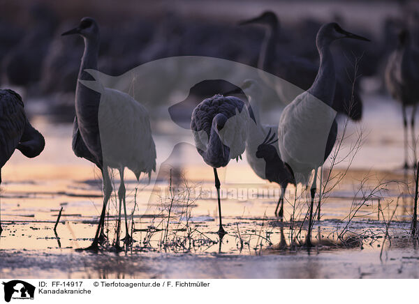 Kanadakraniche / sandhill cranes / FF-14917